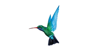 Caribbean Airlines
